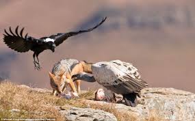 Image result for funny pictures hillary clinton desert vultures