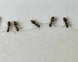 Image de Odorous House Ant