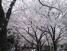 「足立区 しょうぶ沼公園 桜」の画像検索結果