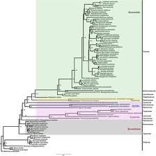 Understanding evolution in Poales: Insights from Eriocaulaceae ...