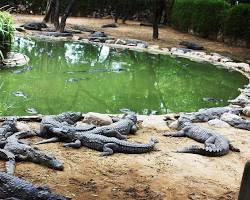 Image of Crocodile Bank, Mahabalipuram
