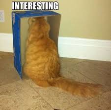 FFFFOUND! | MEMES-cat-stares-into-box-interesting.jpg (600×592) via Relatably.com
