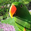 kaka do parrots mate for life