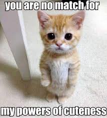 Funny Cat Memes on Pinterest | Cat Memes, Cats Humor and Funny ... via Relatably.com