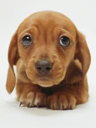 Image result for sad puppy face