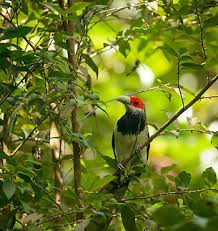 Image result for The Red-Faced Malkoha