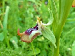 Subspecies Ophrys fuciflora oxyrrhynchos · iNaturalist