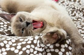 Image result for cats yawning
