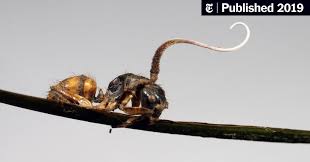 After This Fungus Turns Ants Into Zombies, Their Bodies Explode ...