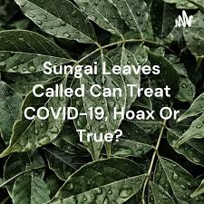 Sungai Leaves Called Can Treat COVID-19, Hoax Or True?