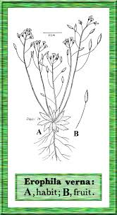 Erophila verna in Flora of Pakistan @ efloras.org