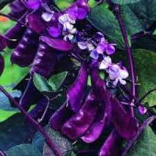 Image result for hyacinth bean seeds