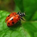 Coccinellidae - 