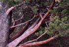 Cupressus arizonica (Arizona cypress) description