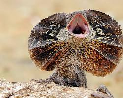 Frill-necked lizard animal