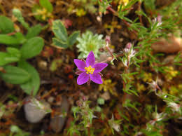 Spergularia purpurea - Wikipedia