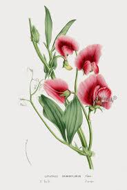 Pea, Lathyrus grandiflorus 1845 Louis Van Houtte Botanical Prints ...