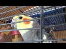 2 parrots singing and talking cockatiels on youtube