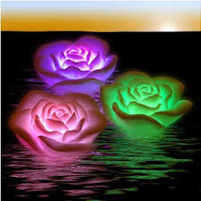 Résultat de recherche d'images pour "photo de rose violette"