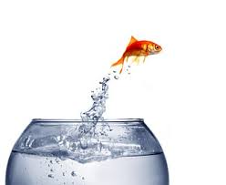 fish out of water image