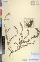 Lythrum thymifolia in Global Plants on JSTOR
