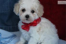 Meet Tiny Mitz a cute Poodle, Toy puppy for sale for $800. Mitz Tiny Toy Poodle ... - poodle-toy-puppy-picture-4ea9b98d-6734-4372-bdf1-7edf72fbada9
