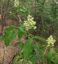 Sambucus racemosa - Online Virtual Flora of Wisconsin
