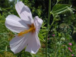 Kosteletzkya virginica (Virginia saltmarsh mallow) | Native Plants of ...