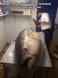 A Gigantic Tuna Fish | Damn Nature, You Scary! | Know Your Meme via Relatably.com