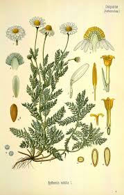 Chamaemelum nobile - Wikipedia