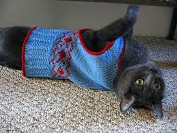 Image result for cats in sweaters