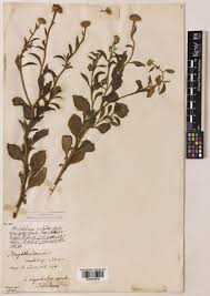 Buphthalmum inuloides Moris | Plants of the World Online | Kew ...