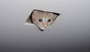 ceiling cat Blank Template - Imgflip via Relatably.com