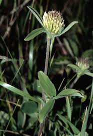 Trifolium ochroleucum - Wikispecies