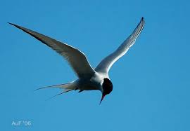Image result for The Arctic Tern/ Sternaparadisaea