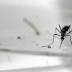 Zika virus: Risk of a widespread outbreak in Australia 'low', expert says