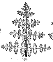 Sp. Daucus gingidium subsp. mauritanicus - florae.it