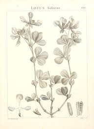 Lotus biflorus – Wikipedia