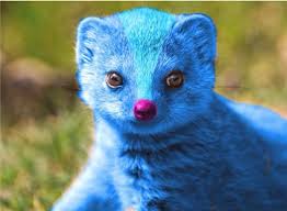 Image result for mongoose