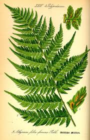 Athyriaceae - Wikipedia