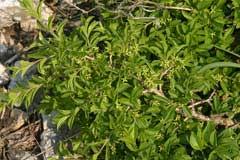 Rhamnus saxatilis Avignon Berry, Rock buckthorn PFAF Plant ...