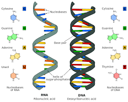 rna world hypothesis proof