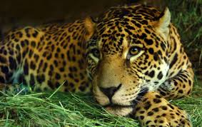 .::El Jaguar::. Images?q=tbn:ANd9GcRfZZ4WyYFQ4rO9pNEcq6xy2C7RS8tIFxGYisjjASw-sUh-T0Im