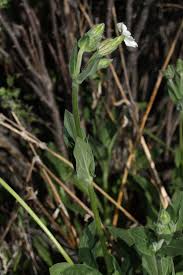 Silene latifolia - Wikipedia