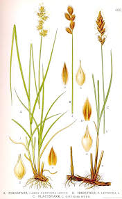 File:433 Carex contigua, Carex disticha, Carex leporina.jpg ...