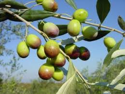 olive tree ile ilgili görsel sonucu