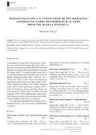 (PDF) Hieracia Balcanica X. Typification of the Hieracium ...