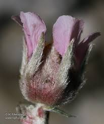 Potentilla apennina - picture 6 - The Bulgarian flora online