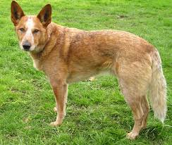 Dingo–dog hybrid - Wikipedia