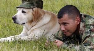 Image result for military dogs